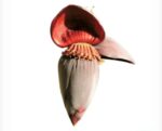 Banana flower(Banana flower)