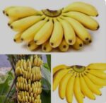 Banana wipe