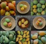 Mixed mango 140