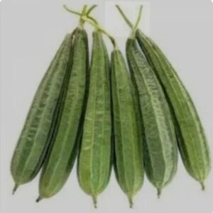 Ridge Gourd(Johni)