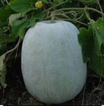 White Ash gourd (Kokharu)