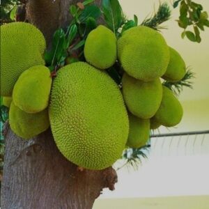 Raw Jack Fruit