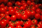 Tomato(Tomato)